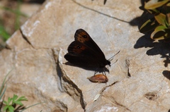 Erebia triarius