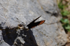 Erebia triarius