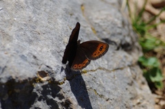Erebia triarius