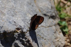 Erebia triarius