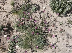 Polygala pubiflora