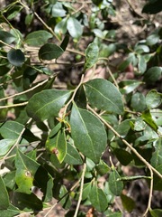 Elaeocarpus obovatus