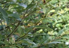 Salix appendiculata