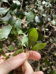 Elaeocarpus obovatus