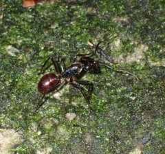 Dinomyrmex gigas
