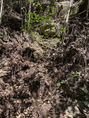 Elaeocarpus obovatus