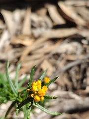 Chrysocephalum semipapposum