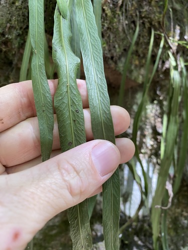 Image of Dictymia brownii by (c) Greg Tasney, some rights reserved (CC BY-SA)