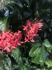 Ixora casei