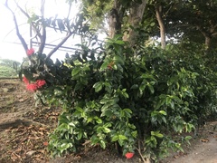 Ixora casei