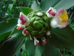 Costus afer
