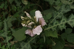 Acanthus montanus