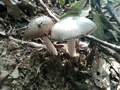 Fungi