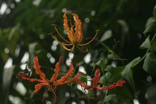 Gloriosa superba image