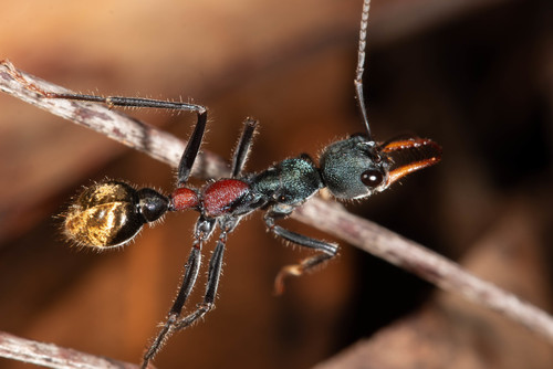 (c) Mark Ayers, some rights reserved (CC BY-NC), uploaded by Mark Ayers