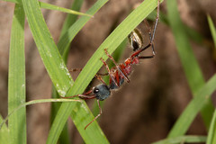 Myrmecia auriventris