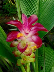 Curcuma aromatica
