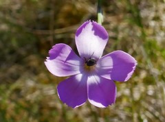 Dianthus caryophyllus