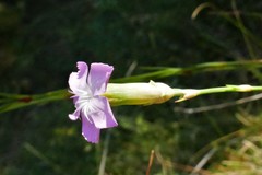 Dianthus caryophyllus