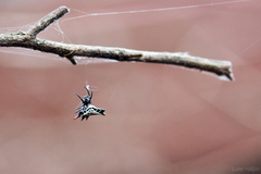 Gasteracantha westringi