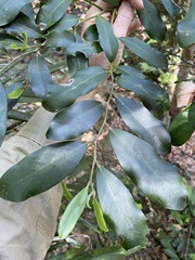 Diospyros australis