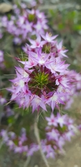 Calytrix glutinosa