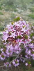 Calytrix glutinosa