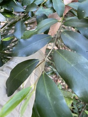 Diospyros australis