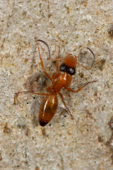 Opisthopsis jocosa