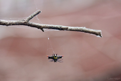 Gasteracantha westringi