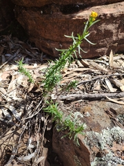Chrysocephalum semipapposum