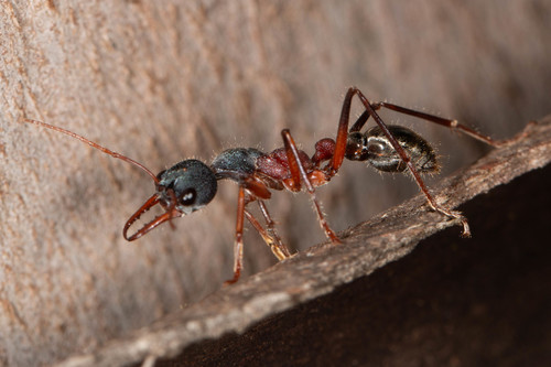 黄腹牛蚁Myrmecia auriventris