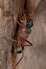 Myrmecia auriventris