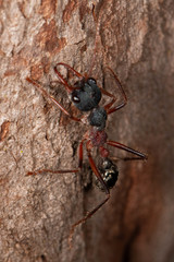 Myrmecia auriventris