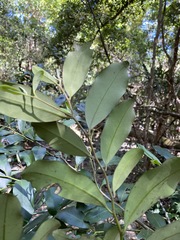 Diospyros australis