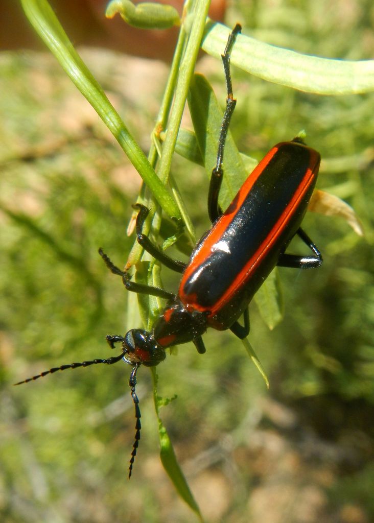 Pyrota Lineata Pyrota akhurstiana (IC2. Coleópteros en Cajeme actualización 30.11.2025 ...