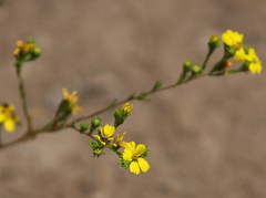 Deinandra fasciculata