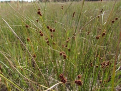 Cyperus pannonicus