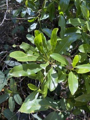 Acronychia oblongifolia