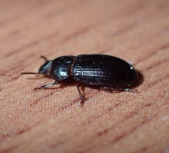 Coleoptera
