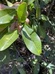 Acronychia oblongifolia
