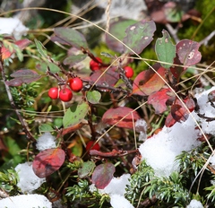 Cotoneaster pyrenaicus