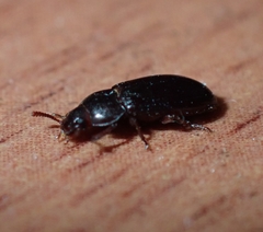Coleoptera