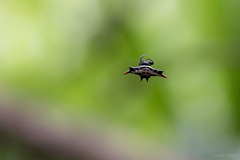 Gasteracantha westringi
