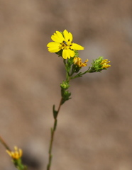Deinandra fasciculata
