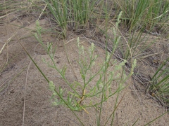Corispermum hyssopifolium