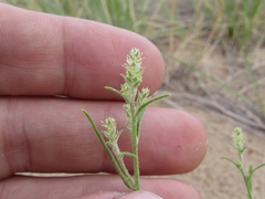Corispermum hyssopifolium