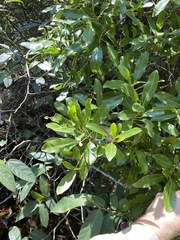 Acronychia oblongifolia