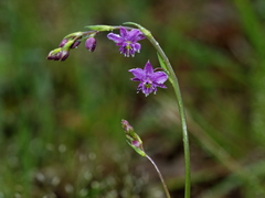 Arthropodium minus