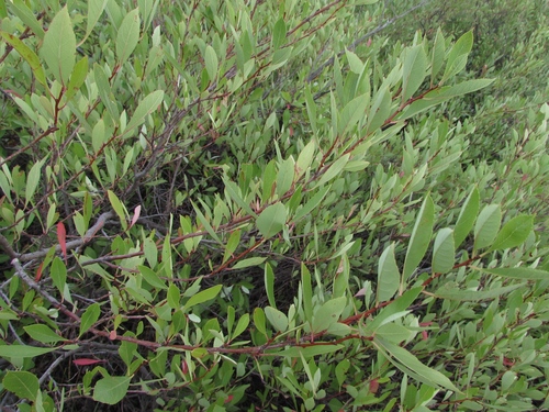 sand cherry